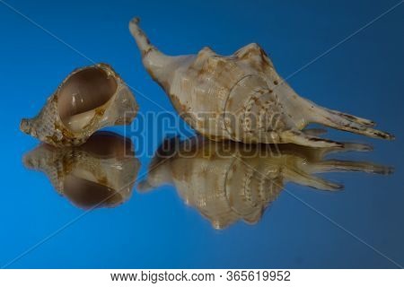 Small Seasnail Shell, Broken By The Sea. Blue Mirror Background