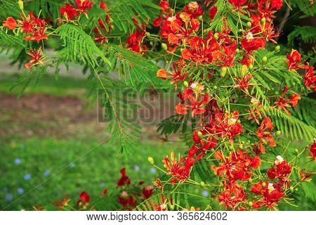 Close Up Flam-boyant Or Other Name The Flame Tree And Royal Poinciana Blooming In The Public Park In