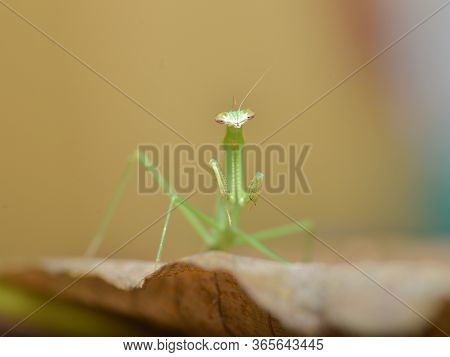 Grasshopper Is Called Praying Mantis Is Taken In Bali