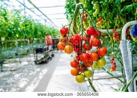 Beautiful Red Ripe Tomatoes Grown In A Greenhouse.