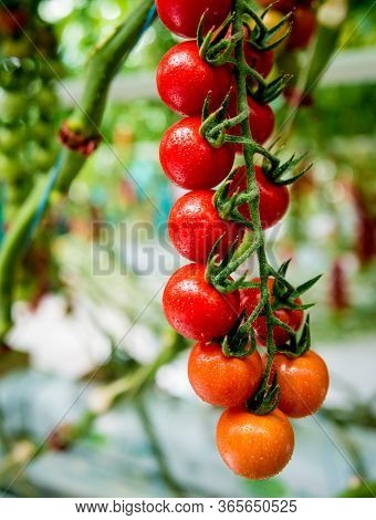 Beautiful Red Ripe Tomatoes Grown In A Greenhouse.