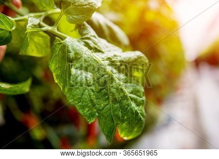 Modern Greenhouse With Tomato Plants. Beautiful Background