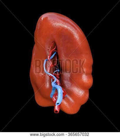 Spleen Healthy Internal Organ, Human Anatomy, 3d Illustration,