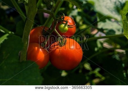 Ripe Red Tomatoes On Green Foliage Background, Hanging On The Vine Of A Tomato Tree In The Farm.