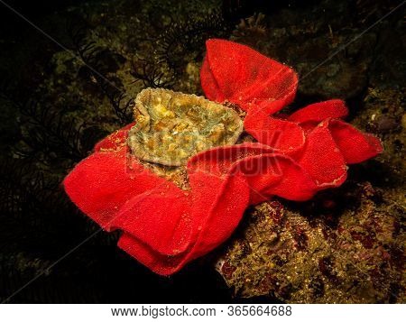 Nudibranch Eggs In A Rose Shape At A  Puerto Galera Reef In The Philippines. These Reefs Are So Heal