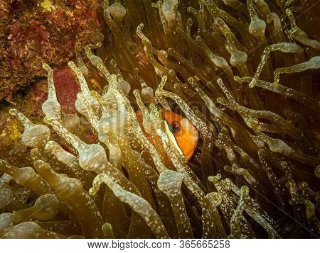 Clownfish (clark's Anemonefish) Peaking Out From It's Home In A Stinging Sea Anemone