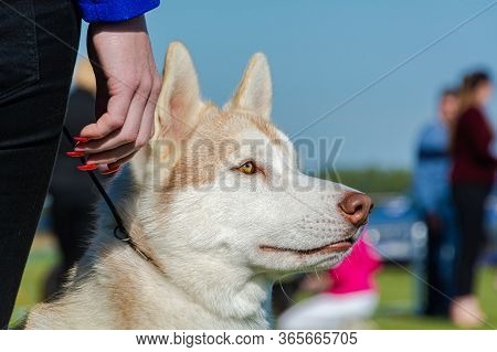 Attentive Dog In Leash Enjoys The Swedish Summer