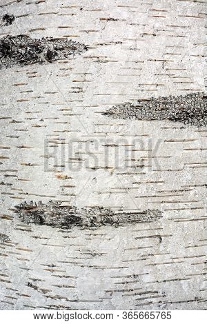 Birch Bark Lenticels And Dark Eye Patterns Background Texture