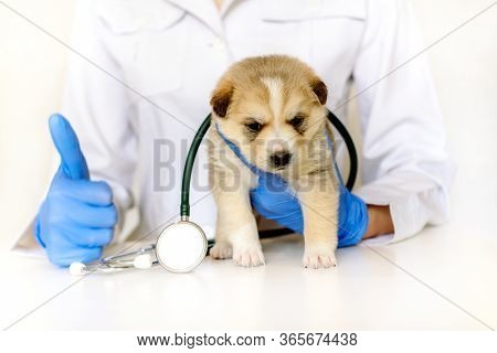 Cute Puppy On Hands At A Vet.care For A Pet. Little Red Dog On A White Background.