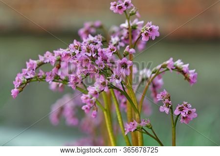 Bergenia, Bergenia Hybride, Close Up Spring View Of The Flower Head