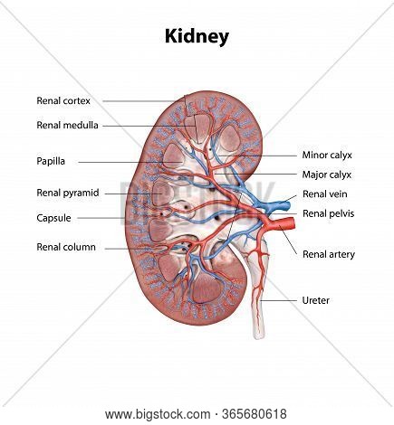 Human Kidney Cross Section, Scientific Background, Anatomy, Urinary System With Main Parts Labeled, 