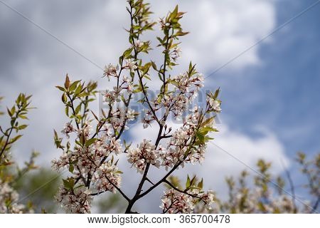 Armenian Plum Flowers In Bloom. Also Known As A Siberian Apricot Or Tibetian Apricot