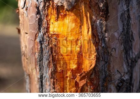 On A Tree, A Pine Tree Peeled Off The Bark, Under Which A Bright Yellow Tree Trunk With Dripping Res