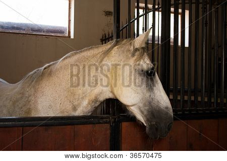 Cavallo nella stalla