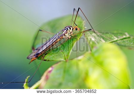 Ichneumon Wasp Resting On A Green Leaf, Against An A Natural Out Of Focus Natural Background.