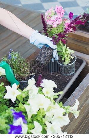 Caucasian Woman Gardener Hands In Blue Gloves Replanting Flowers In Wooden Container Pot, Outdoors P