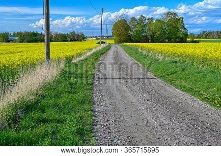 Gravel Road Through Fields Of Rapeseed Flowers