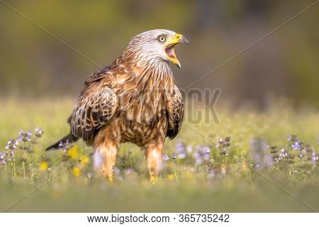 Red Kite (milvus Milvus) Shouting In Spanish Pyrenees, Vilagrassa, Catalonia, Spain. April. It Is Re