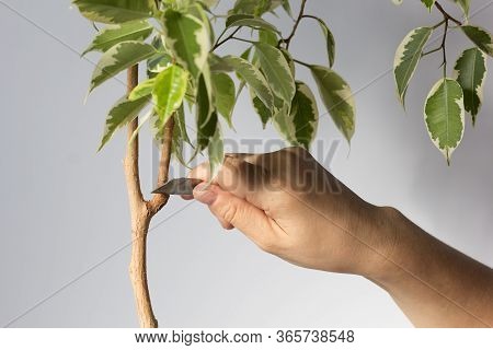 Woman Hand Holding Blade To Cut Branch From Ficus Stem Or Remove Part Bark To Produce Offshoot On Tr