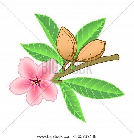 Almond Branch With Leaves, Pink Flower & Nuts In The Shell, Element Of Decorative Pattern, Color Vec