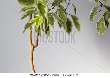 Ficus Stem With Branch Which Need To Cut Or To Produce Offshoot On Trunk To Make Root On The White B