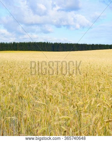 Landscape With Wheet Field Ready For Crop In The Morning Light. Estonia