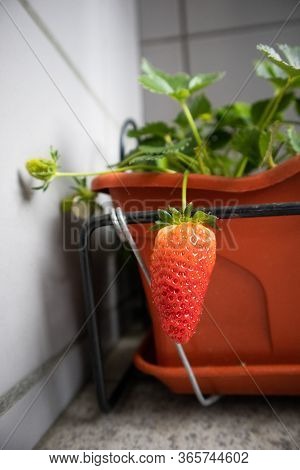 Strawberry Grown In A Balcony Farm, In A Small Vase, Started During The Coronavirus Pandemic