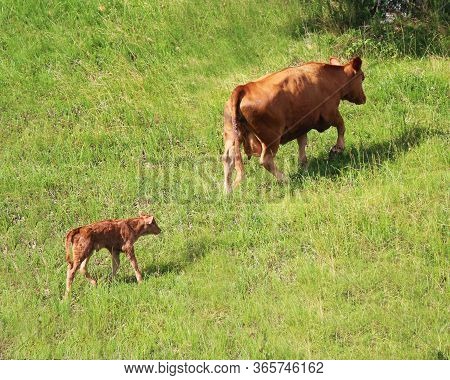 A Mother Cow And Her Baby Out In The Pasture