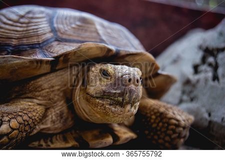 Coahuilan Box Turtle In The Tropic Garden. Terrapene Coahuila. Animals
