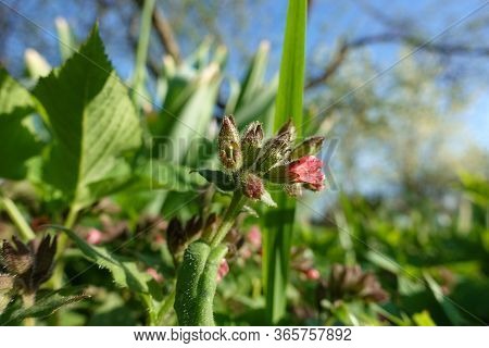Close Up Of The Green Flower In Early Spring