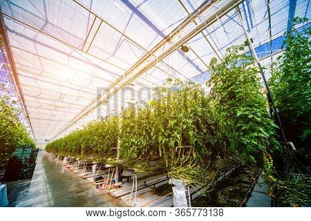 Modern Greenhouse With Tomato Plants. Beautiful Background