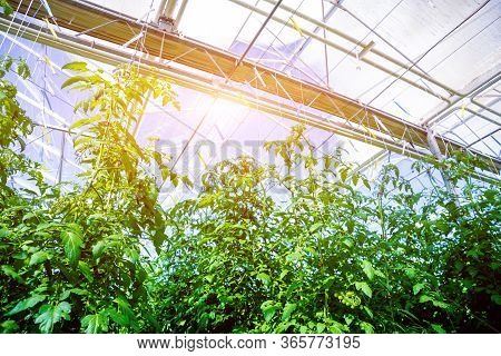 Modern Greenhouse With Tomato Plants. Beautiful Background