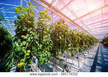 Beautiful Green Tomatoes Grown In A Greenhouse.