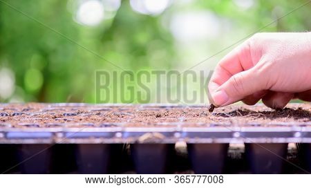 Home Gardening When Lock Down And Self-quarantine. Planting Seeds In Soil At Botanic Garden During T