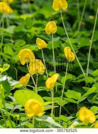 Closeup Of Group Of Pinto Peanut Or Arachis Pintoi On Nature Background