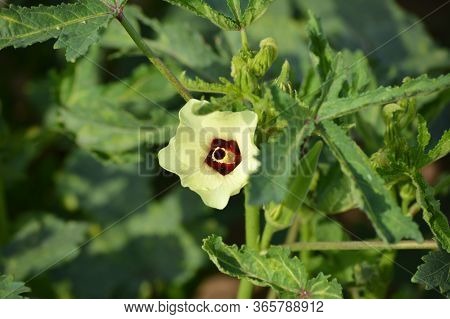 Okra Or Abelmoschus Esculentus Flower. Young Okra Plant (lady Finger) At Farm Field