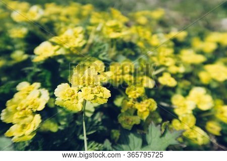 Closeup Of Beautiful Yellow Spring Field Flowers With Small Leaves And Petals. Selective Focus, Blur