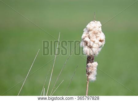 Cattail Framed Against A Dark Green Background, Fluffy
