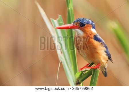 The Malachite Kingfisher (corythornis Cristatus) Sitting On The Reed. Kingfisher With Orange  Backgr