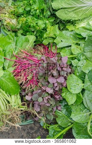 Leaf Vegetables, Also Called Leafy Greens, Salad Greens,vegetable Greens, Or Simply Greens, Are Plan