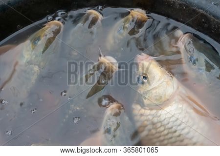 Various Fishes Put In A Fish Bowl Filled With Water And Displayed For Sale At Territy Bazar, Kolkata