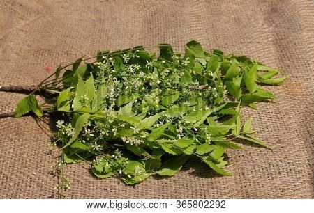 Azadirachta Indica Or Neem Flowers And Leaves On Burlap Background