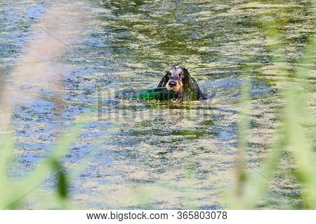 Hunting Dog Spaniel Swims Through A Reedy Lake With A Green Bottle In Its Mouth