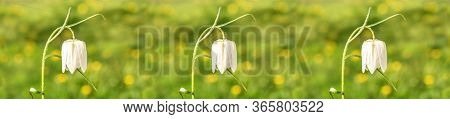 Seamless Banner Border.campanula Carpatica Blooms In The Summer In The Garden. Beautiful Floral Back