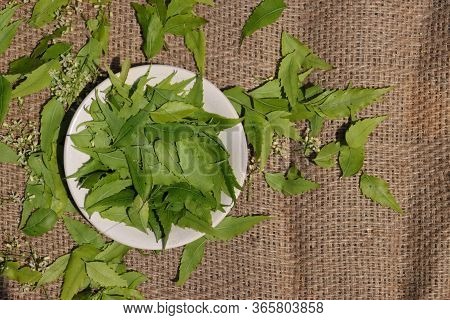 Neem Leaves Or Azadirachta Indica On Burlap Background