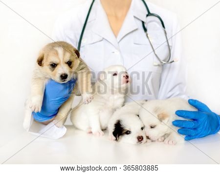 Cute Puppy On Hands At A Vet. Four Fluffy Spotted White Puppies.care For A Pet. Little Red Dog On Wh
