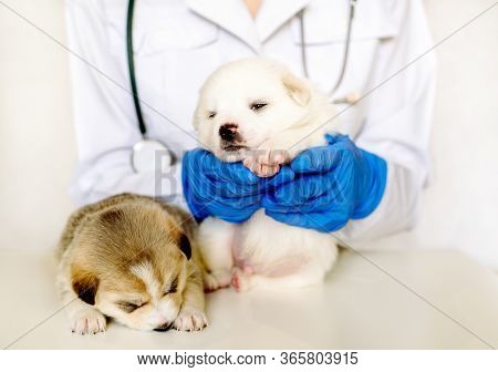 Cute Puppy On Hands At A Vet. Two Fluffy Spotted White Puppies.care For A Pet. Little Red Dog On Whi