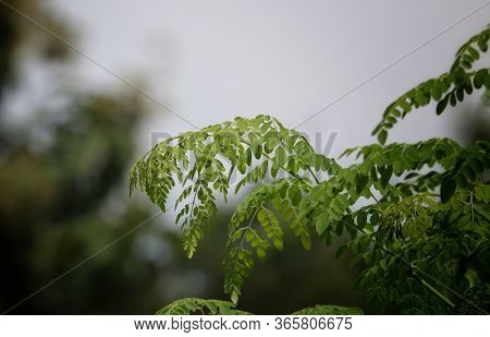 Moringa Oleifera Leaves With Selective Focus In Horizontal Orientation