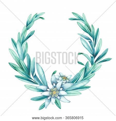 Watercolor Edelweiss Wreath Isolated On White Background