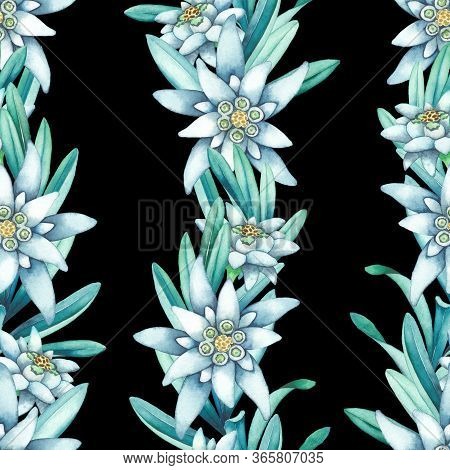 Seamless Pattern Of Watercolor Edelweiss Flowers And Leaves.